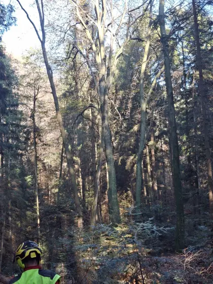 Wald zum Kauf gesucht