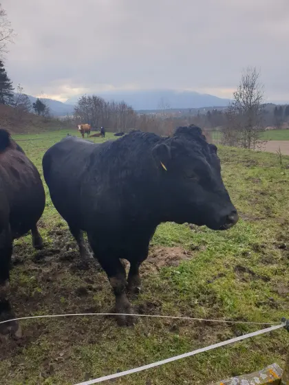 A. Angus Springstier