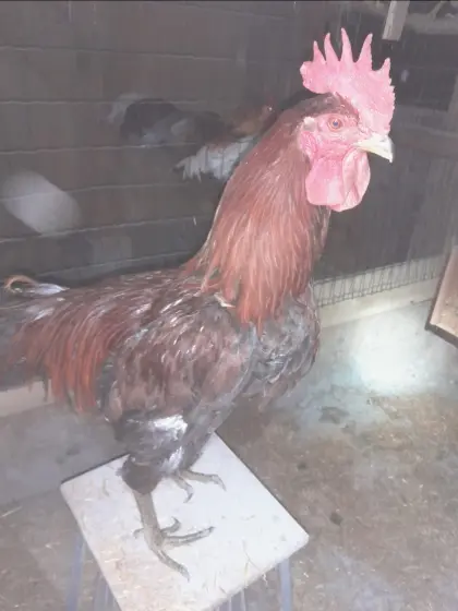 Bruteier Lachhahn Ayam Ketawa