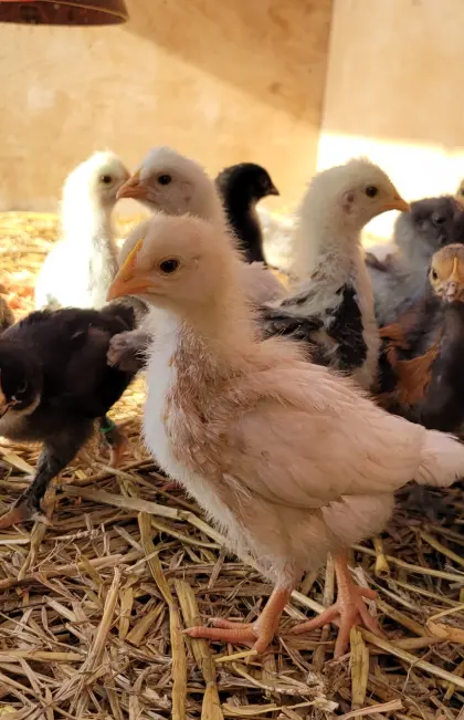 Hühnermischlingsküken, Sulmtalermix, Buntlegerküken abzugeben!