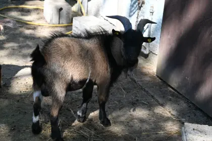 Verkaufe Zwergziegen !