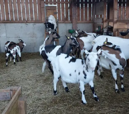 Steirische Scheckenziegen förderfähig
