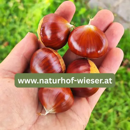 Maroni Besonderheit - Esskastanienbäume wurzelecht vermehrt