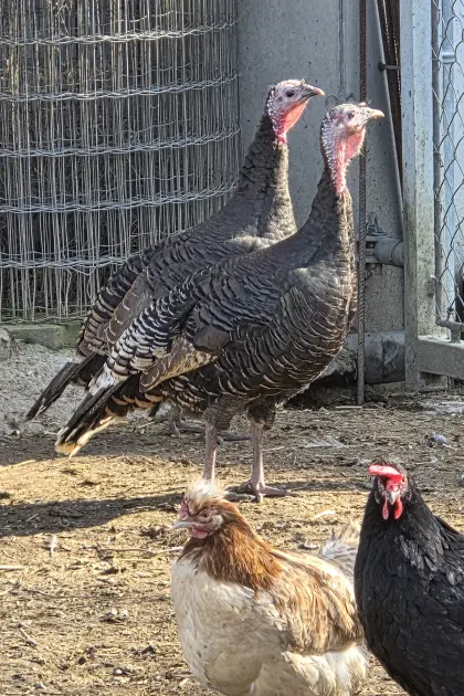 Wildputen, Bronzeputen, Truthühner