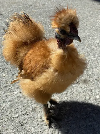 Zwergseidenhahn Showgirl