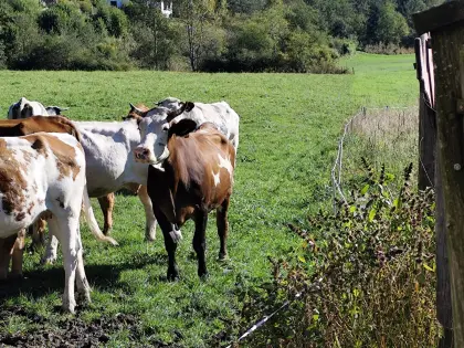 Bio Mutterkuh mit Kalb und Bio Kalbin trächtig