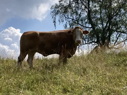 Suche Fleckvieh Kühe und trächtige Kalbinnen