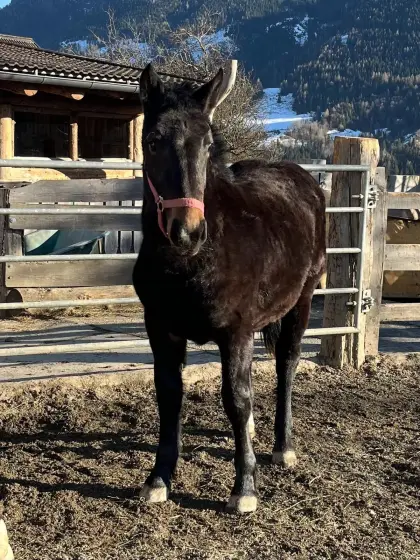 Noriker Stutjährlinge suchen Bestplatz