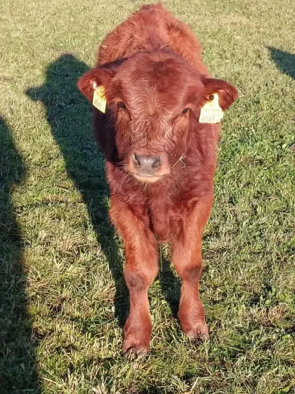 Dexterrinder hornlos Zuchttiere