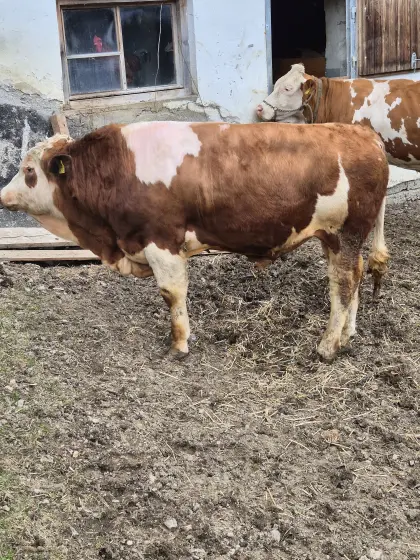 Verkaufe Sprungstier