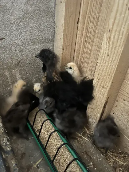 Seidenhühnerkücken