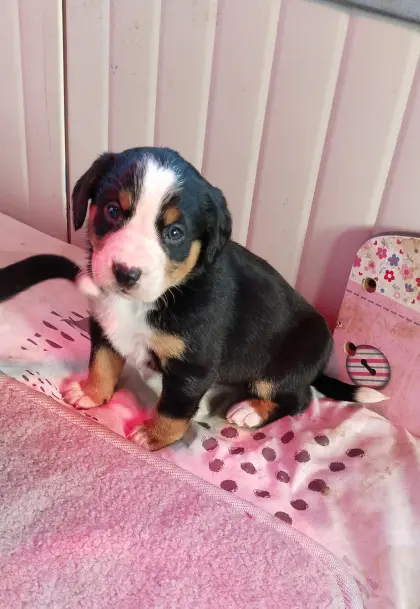 Appenzeller Entlebucher Welpen