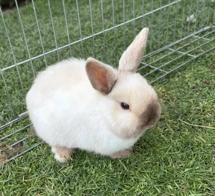 Zwergkaninchen weiblich geb. 10/25
