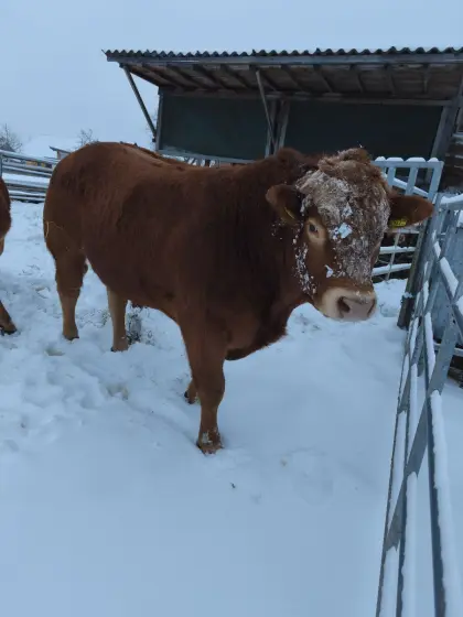 suche Limousine Kalbinen