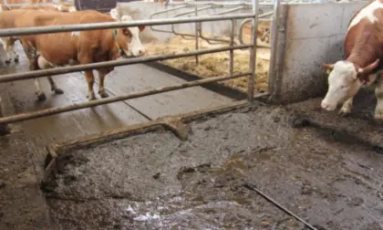 Wölfleder Schrapper, Laufstall Klappschieber