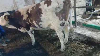 Fleckvieh Erstlingskuh