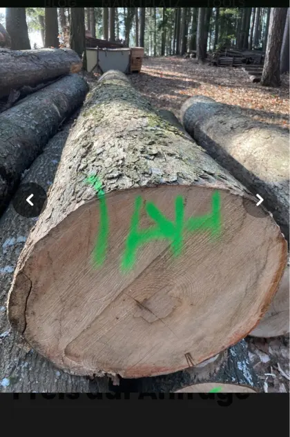 Riegelahornstamm Dm. 55 cm, Länge 3,6 m