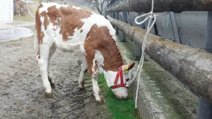 Fleckvieh Kälber weiblich mit guter Abstammung
