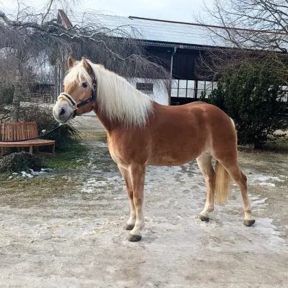 10-jährige, brave und gesunde Haflingerstute zu verkaufen