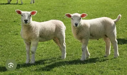 Suche laufend Lämmer und Altschafe