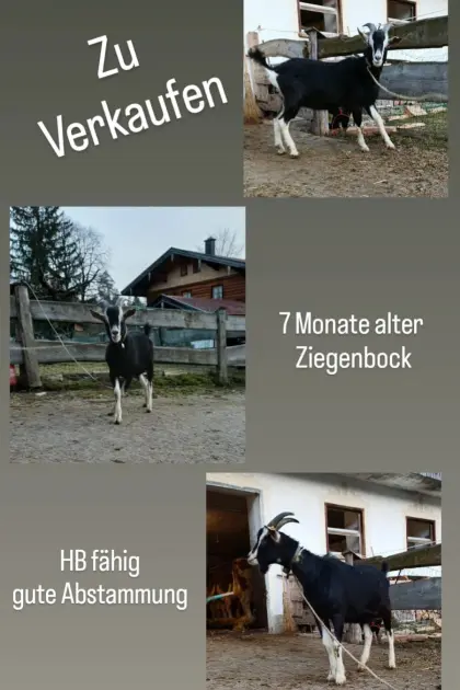 Bündnerstrahlenziegenbock