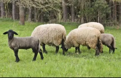 Kaufe das ganze Jahr Lämmer und Altschafe