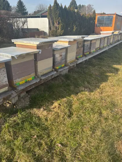 Bienenvölker mit Beute