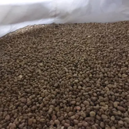 Bio Winter Ackerbohnen