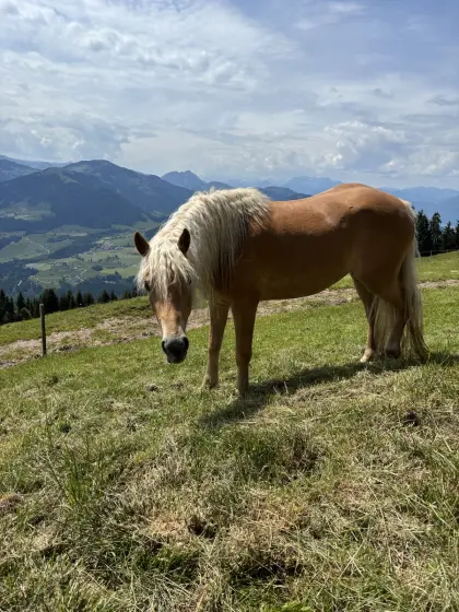 Verkaufe Haflinger Stute