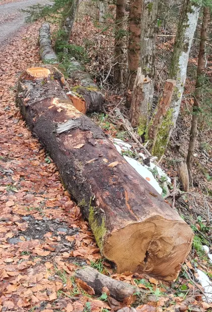 Edles Kirschholz ca. 1,30m Festmeter