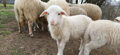 Waldschafe m/w abzugeben