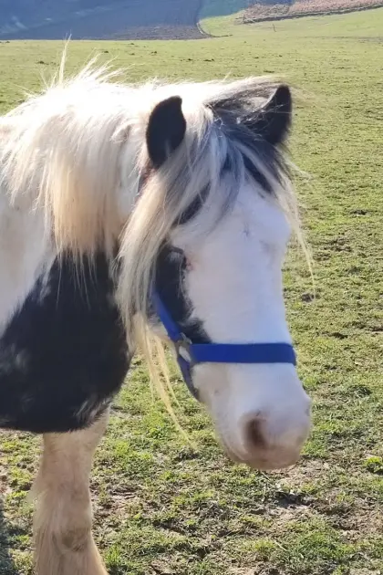 Tinker Stute tragend