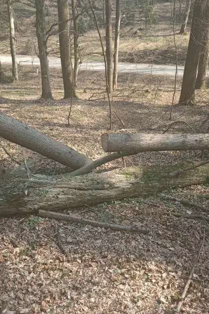 biete Hilfe beim Aufräumen im Wald