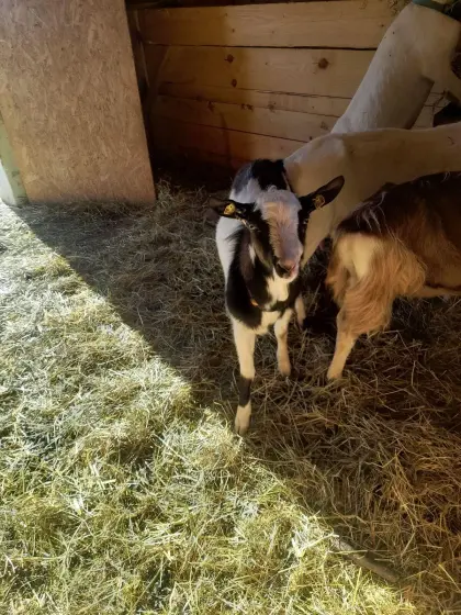 Tauernschecke Ziegenbock
