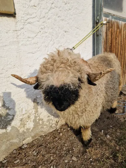 Waliser Schwarznasen Widder