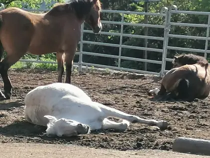 Einstellplätze in familiärem Offenstall frei - Lasberg