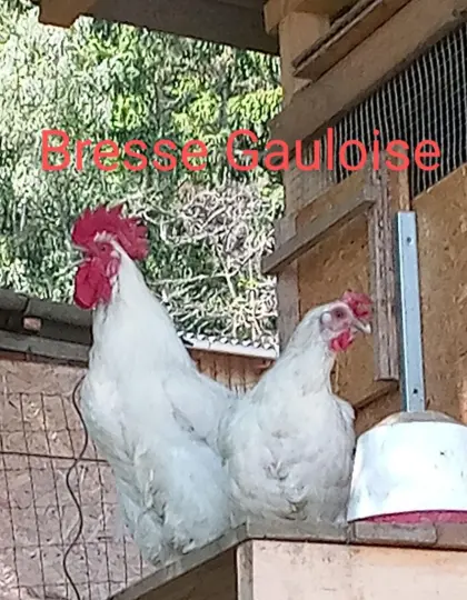 Junghennen Bresse Gauloise