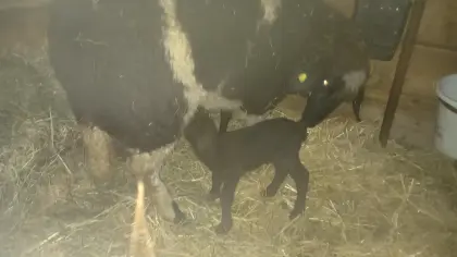 Verkaufe  top Jura  Schafe