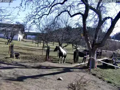 Einstellplatz im Offenstall