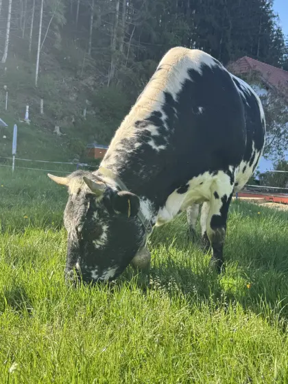 Pustertaler Sprinzen Kuh „Leana PSS“