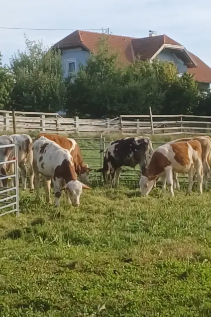 Verkaufen zinsenfrei schöne Fresser, Einsteller