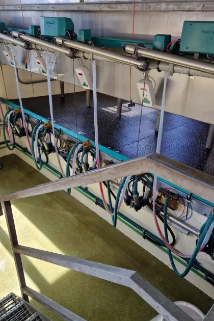 GEA Melkstand 5er Side-by-Side