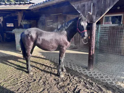 Noriker Stutjährling