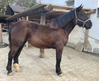 Noriker Jährlingsstute