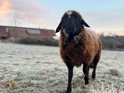 Original Montafoner Steinschaf Bock Widder