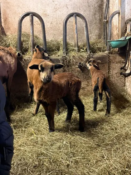 Junge Kamerun-Schafe