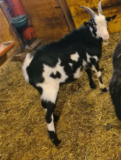 Tauernscheckenbock