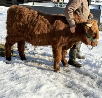 BIO Hochlandrinder STIER und Kalbinnen