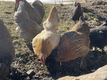 Zwergseidenhühner Hühner Zwerghühner Paduaner cochin