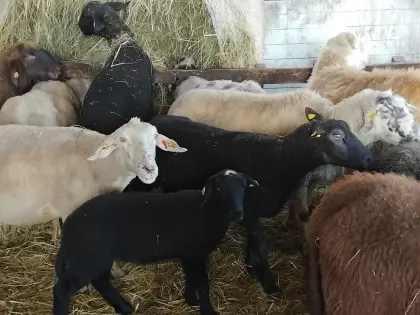 Verkaufe Schafe